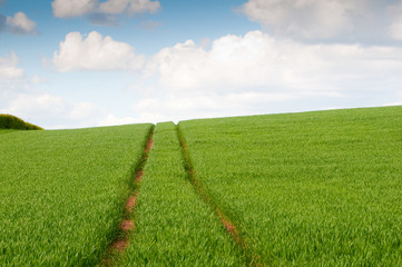 Green Corn Field