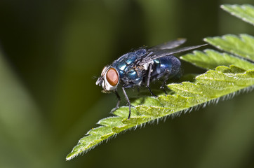 Naklejka premium mouche