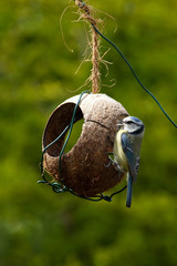 Bluetit feeding