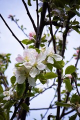 Floraison printanière