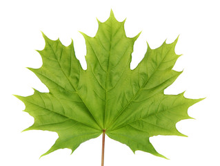 Green maple leaf