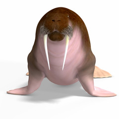 Walrus