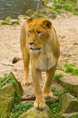Lioness