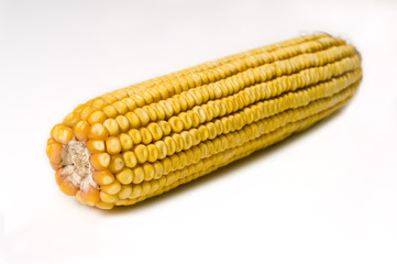 Corn cob