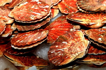 Jakobsmuscheln, Seafood, Fischmarkt, Frankreich