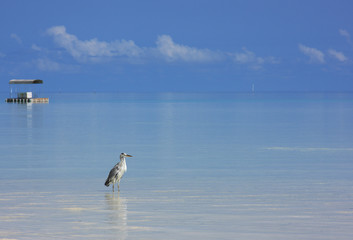héron à la pêche sur le lagon