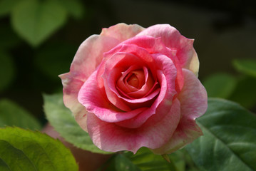 rosa