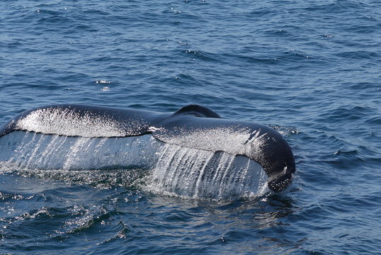 BALEINE DANS L'ATLANTIQUE