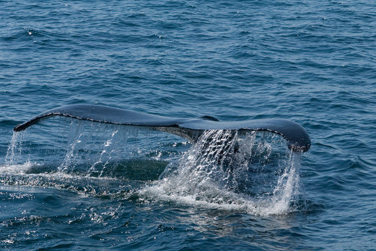 BALEINE DANS L'ATLANTIQUE