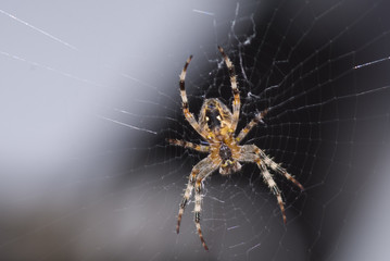 spider - Spinne