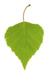 Birch leaf