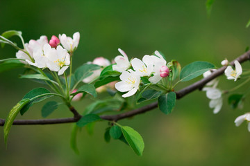 spring flowers of sakura at the tree