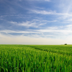 Fototapeta premium Sommer im Feld