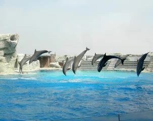 Muurstickers Dolfijnen © Silvia Crisman
