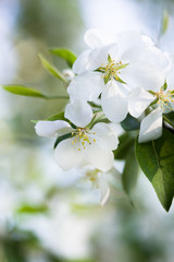 spring flowers of sakura at the tree