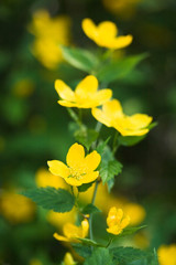 yellow flowers in the garden