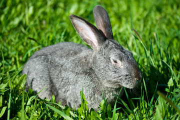 Naklejka na ściany i meble gray rabbit in grass