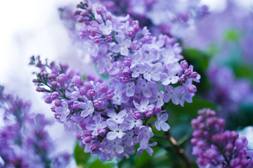 bunch of violet lilac flower