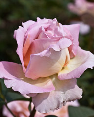 Rosengarten in Changwon, Serie