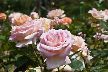 Rosengarten in Changwon, Serie