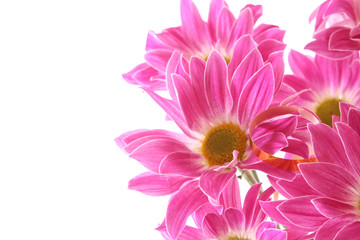 Flower on white background