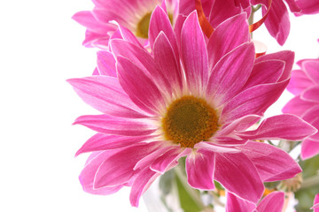 Flower on white background