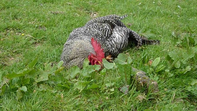 Hahn scharrt im Gras