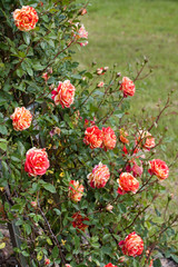 Rosengarten in Changwon, Serie