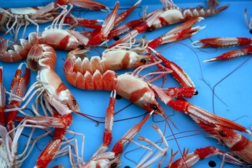 Mediterranean crustacean, Nephrops Norvegicus