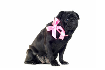 Blac Pug with pink bow on neck