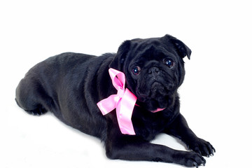 Blac Pug with pink bow on neck