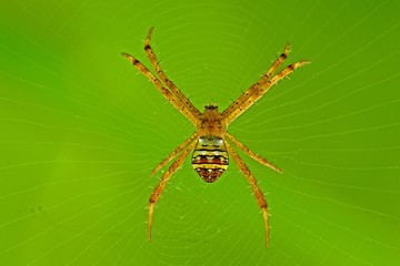 yellow spider and web in the parks