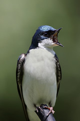Tree Swallow on a stump
