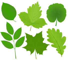 green leaves
