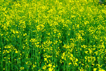 Green and yellow colors of summer