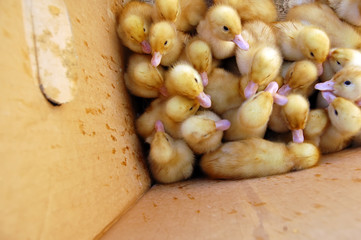 Group ducks in box