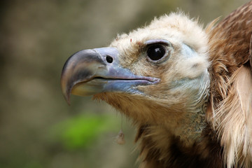 vautour moine,aegypius monachus