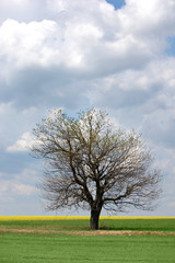 Fototapeta na wymiar tree at field