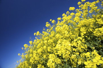 a yellow field of rapeseed in summer with a blue sky - 14046916