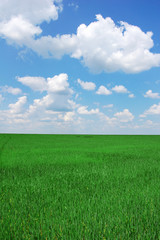 Obraz premium green field