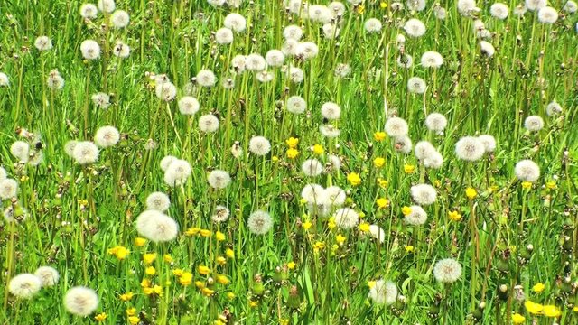 Wiese mit L&ouml;wenzahn