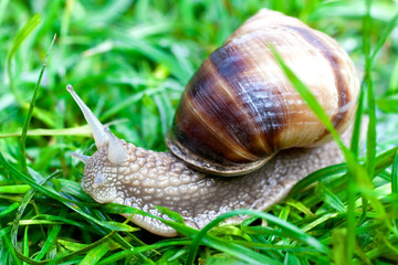 snail on a green grass