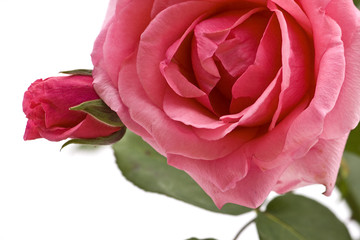 rosa, fiore, bocciolo