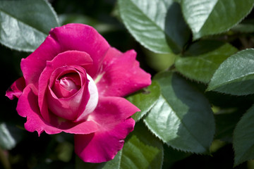 fiore,rosa