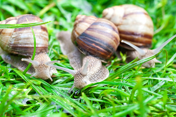 snail on a green grass