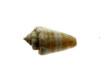 Horned shell