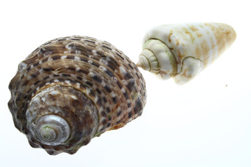 Spiral Shells