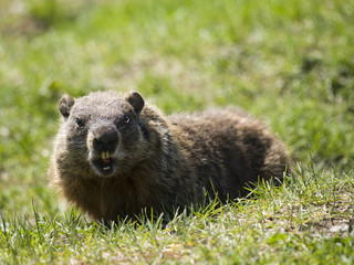 Fototapeta premium open mouth marmot