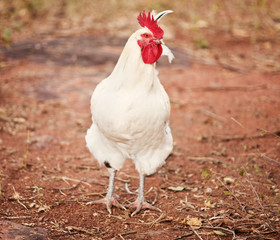 white rooster