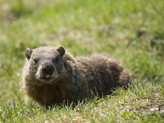Fototapeta premium cute marmot